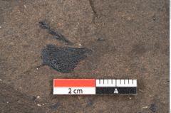 Foto (Detailansicht) von Araucaria sternbergii Goeppert (NHMW-GEO-2024-0188-8275)